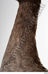 Neck Goose Bird Animal photo references